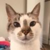 kauaikitty13
